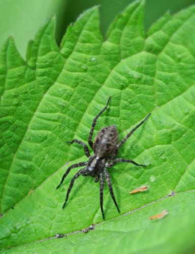Pardosa sp.